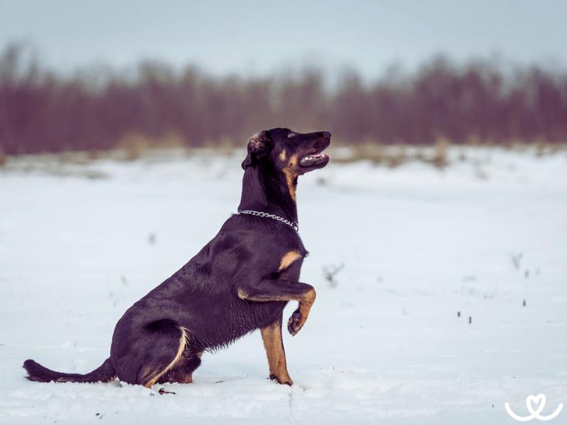 Psi-plemeno-beauceron (4)